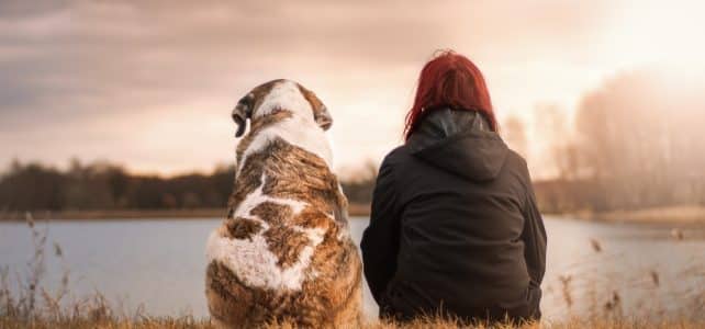 Quelle mutuelle pour un bouledogue français ?